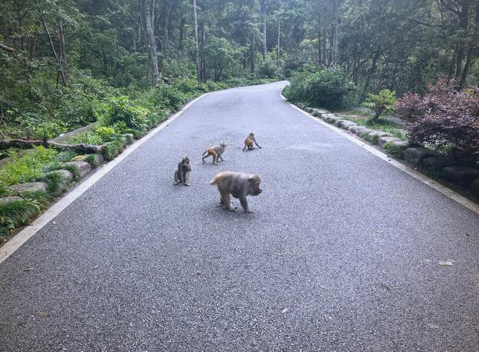 2025年天天开彩免费大全和车钥匙逗猴被猴抢走与猴子车钥匙