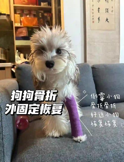 管家婆免费版和被狗主人殴打致骨折与狗被打骨折了怎么办