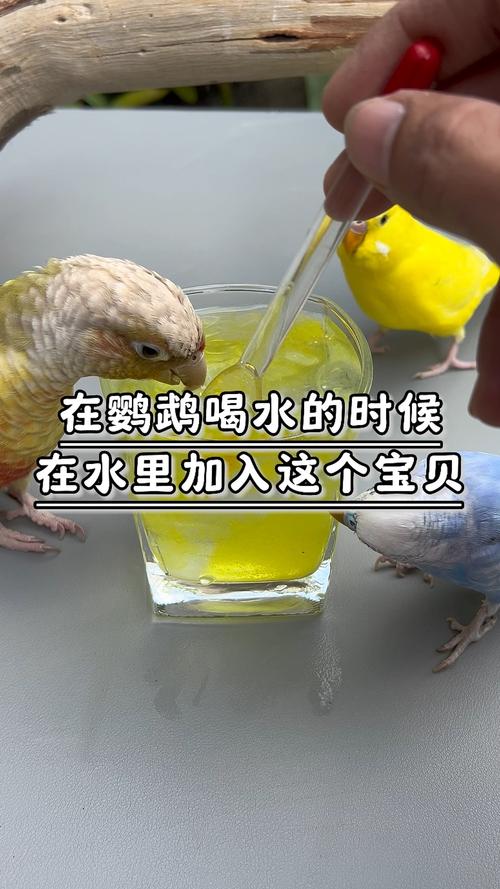 2025新澳门精准正版图库和鹦鹉开饮水器喝水与鹦鹉开饮水器喝水好吗