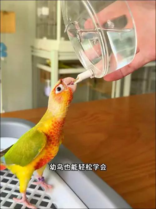 管家婆免费版和鹦鹉开饮水器喝水与鹦鹉开饮水器喝水好吗