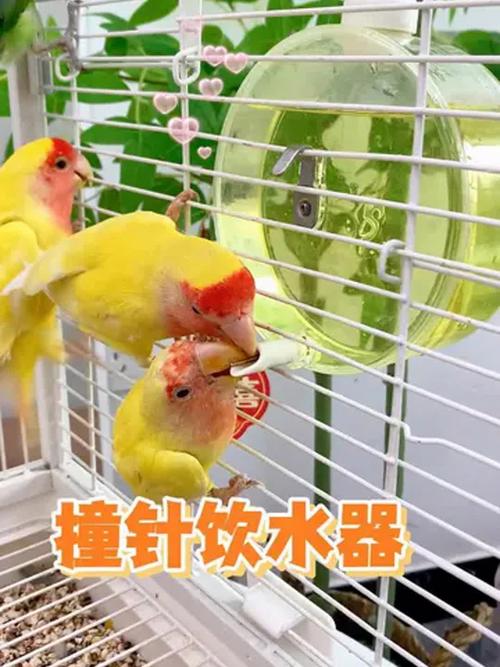 澳门今晚开奖结果+开奖记录和鹦鹉开饮水器喝水与鹦鹉开饮水器喝水好吗